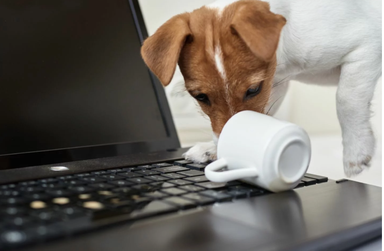 Liquid Damage Hamilton